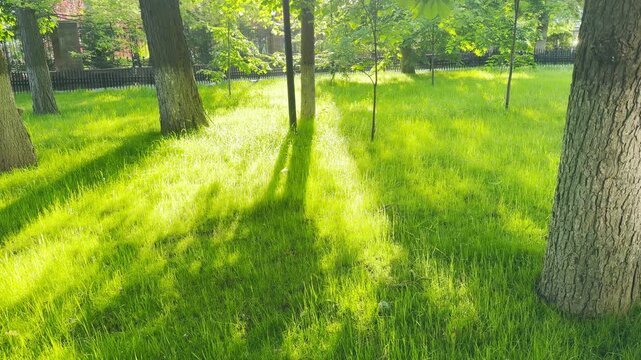Bright morning sunlight streams through the trees, casting long shadows across a lush green lawn. The peaceful park setting merges with a faint, continuous hum of distant urban traffic.