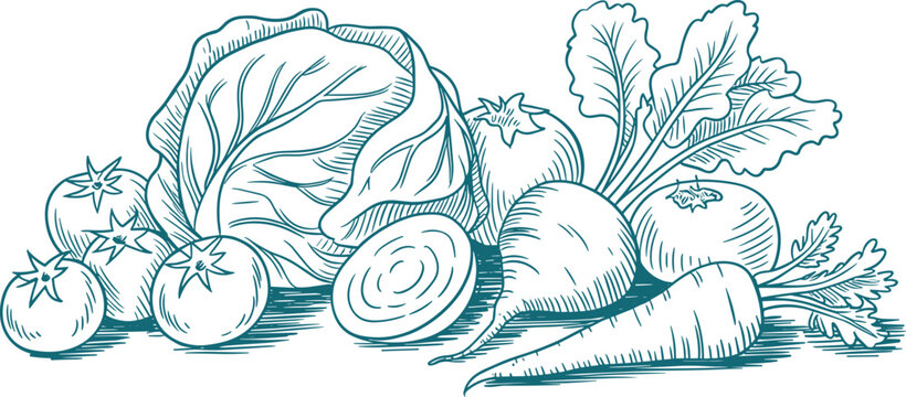Hand Drawn Sketch Of Fresh Vegetables Including Cabbage Tomatoes Beets And Carrots produce food