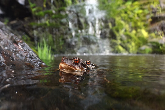 Common toad mating in pond water during breeding season