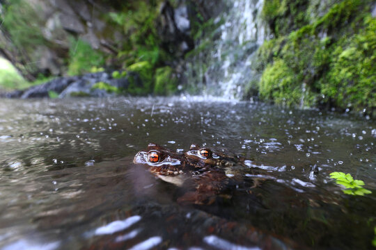 Common toad mating in pond below mossy waterfall