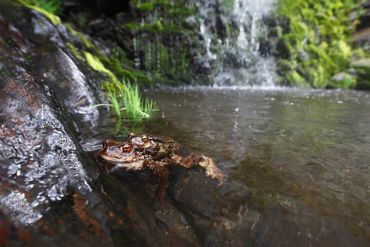 Common toad mating in shallow woodland pool by waterfall
