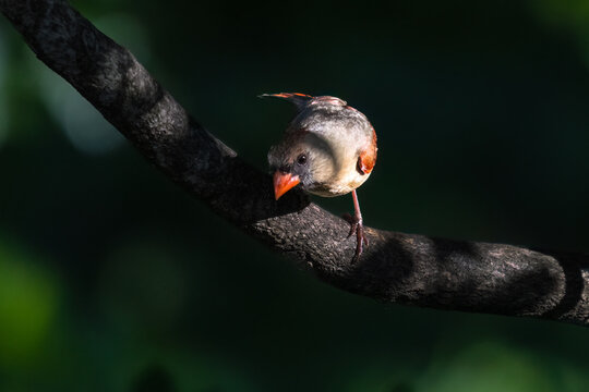 Birds, Cardinal, Shenandoah National Park, Sleeter Lake, Virginia (9).jpg