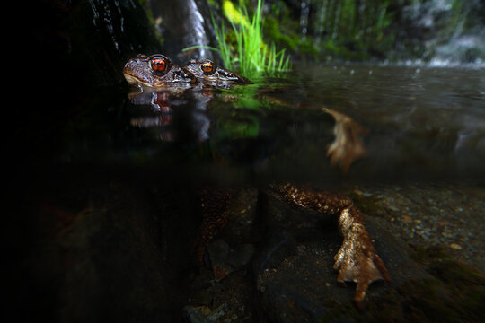 Common toad pair mating in pond during spring breeding