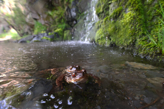 Common toad mating pair in stream during spring breeding