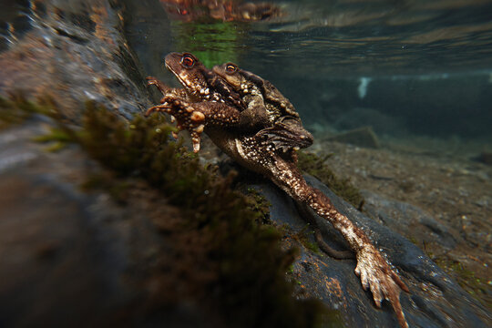Common toads mating underwater during spring breeding