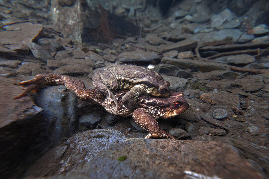 Common toad mating in shallow pond during breeding season