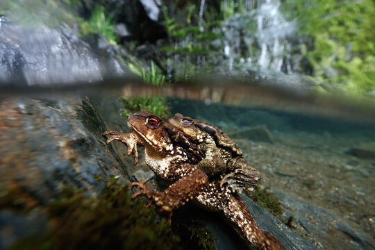 Common toad mating in pond during spring breeding season