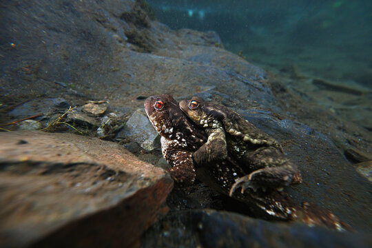 Common toad mating pair underwater in natural pond habitat