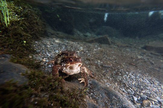 Underwater common toad in pond during breeding season