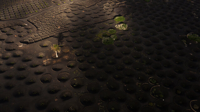 Aerial view of Lanzarote volcanic vineyard in magical light