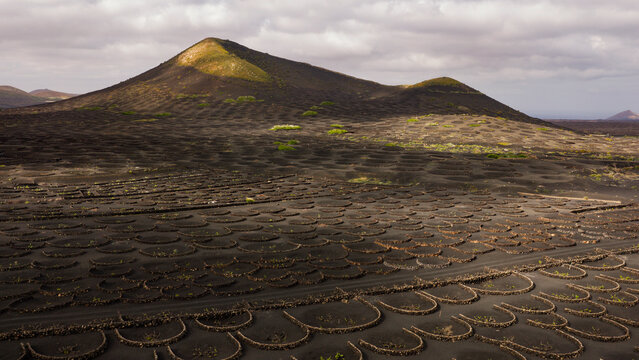 Magical light over Lanzarote grape vines in volcanic soil