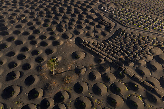 Aerial view of Lanzarote vineyard pits in magical light