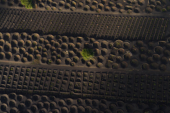 Aerial vineyard in Lanzarote with grape pits in magic light