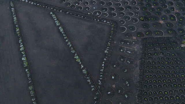 Aerial view of Lanzarote grape vineyards in magical light