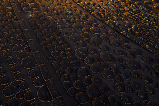 Aerial view of Lanzarote grape vineyard in magical light