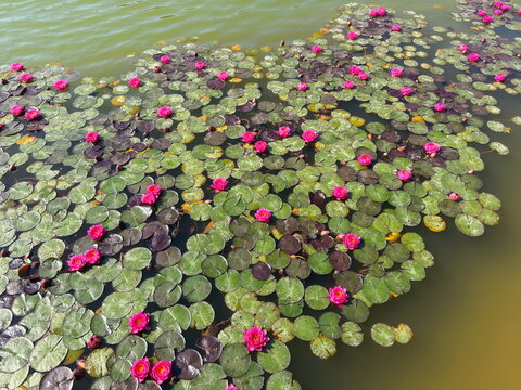 fiori di ninfea con acqua