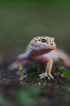 Close-up of gecko on green grass background
