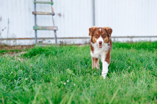 Border collie dog walking on lush green grass