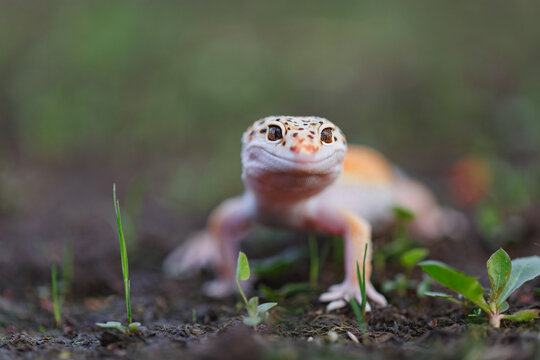 Leopard gecko on the ground with blurred background