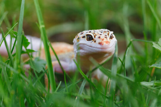 Leopard gecko among vibrant green grass blades