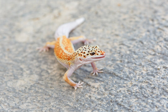 Leopard gecko with vibrant colors on rocky surface