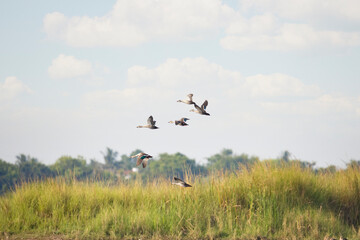 Fototapeta premium Flock of Spot-billed Ducks Flying Over Wetland Under Blue Sky. Indian Spot-billed Ducks Flying in Natural Wetland Habitat. A flock of Indian Spot-billed Ducks flying gracefully over a lake.