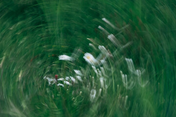 Daisy (Bellis perennis) with Motion Blur Swirl Effect, Abstract Floral Movement and Soft Spring Nature Concept © jr-art