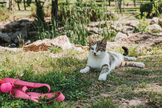 Cat lounging in a sunny park setting