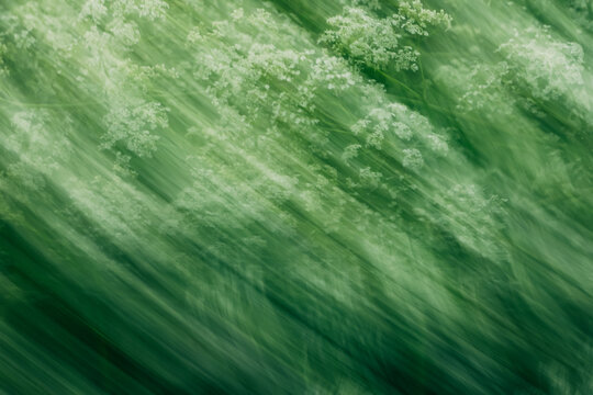 Delicate Deutzia (Deutzia gracilis) with Motion Blur, Abstract Flower Movement and Soft Garden Nature Concept