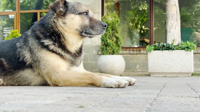 A large, mixed-breed dog lies comfortably on the stone pavement with closed eyes. It peacefully dozes outdoors, completely unaffected by the distant hum of the morning city.