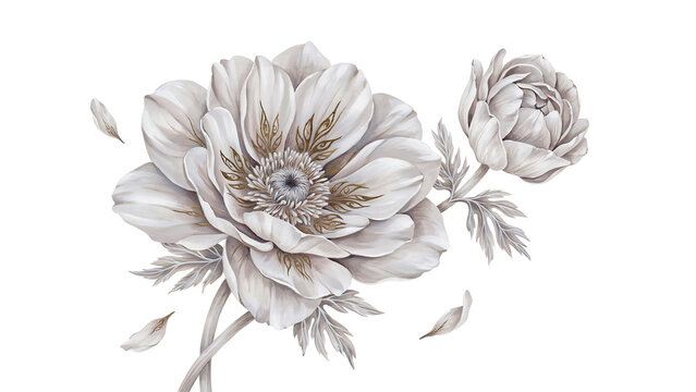 White anemone flower with a bud and falling petals isolated on a transparent background