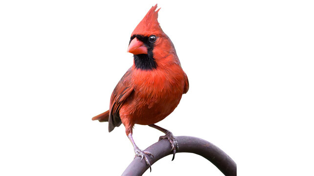 Northern cardinal perched on a curved branch against a white background with cardinal wildlife songbird isolated background outdoors creature ornithology environment