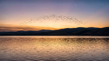 Fototapeta premium Panoramic view of a large flock of birds flying in an arc formation over a calm lake at golden sunset, generative AI