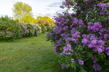 Obraz premium Blooming violet lilac flowers on branch in spring garden. Lush purple flowering shrub along green grass lawn path in in Ornamental Gardens in Ottawa, Canada.
