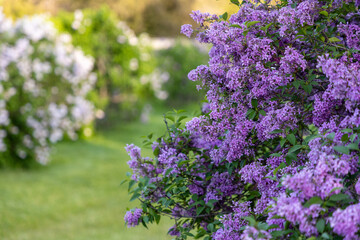 Obraz premium Spring lilac blossoms on bushes in public park. Flowering lilacs in Ornamental Gardens in Ottawa, Canada.