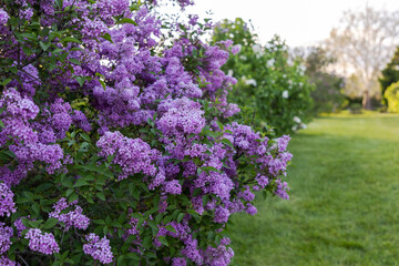 Obraz premium Blooming purple lilac bushes in spring park. Syringa flowers during springtime in Ornamental Gardens in Ottawa, Canada.