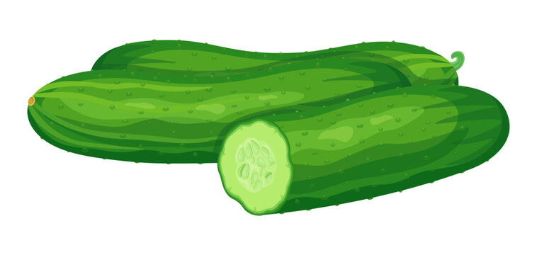 Fresh cucumbers in cartoon style. Vector illustration of crunchy green cucumbers whole and cut in half isolated on white background. Healthy food.