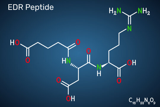 EDR peptide molecule, synthetic tripeptide of sequence Glu-Asp-Arg, glutamyl aspartyl arginine amino acid chain, brain and vascular bioregulator, geroprotector for anti aging