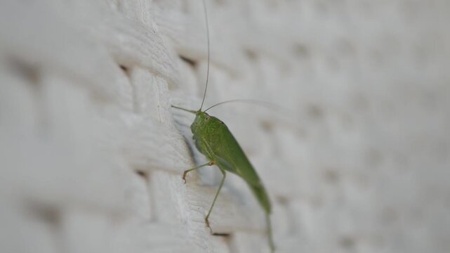 Green long-horned grasshopper Katydid with visible abdominal pumping