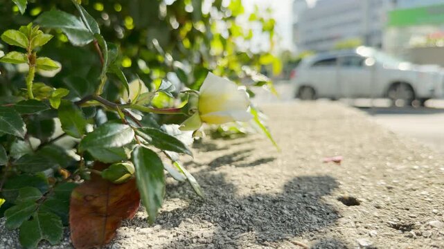 A delicate white rose bud rustles gently in the breeze. The flower leans over a concrete ledge as passing vehicles create a continuous, low rumble of city traffic.