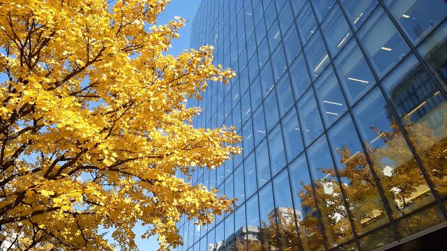 Yellow Tree Canopy Against Modern Glass Building Facade - A vibrant yellow tree canopy contrasts sharply with the sleek, blue glass facade of a modern building.