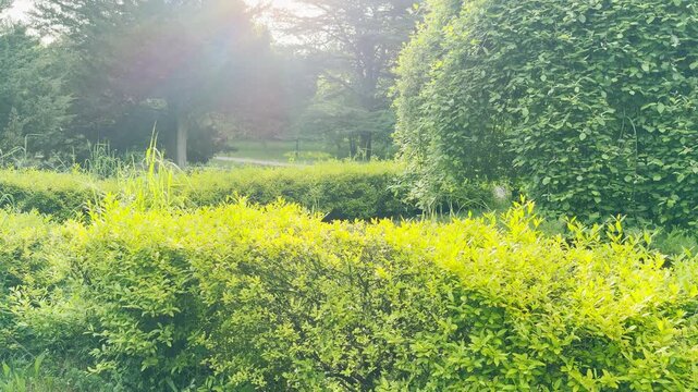 Low spirea hedges grow densely across the foreground. Bright sunshine creates a warm haze over the lush green trees and lawns. A peaceful summer atmosphere fills the entire park landscape.