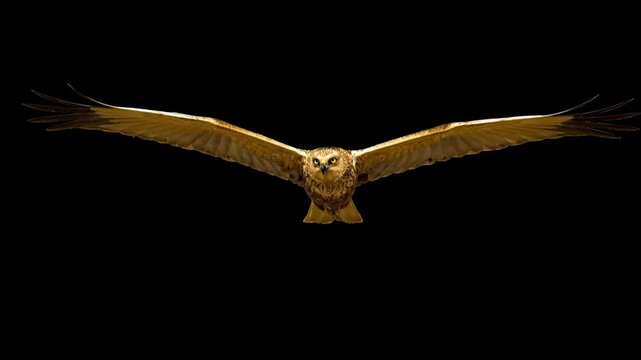Buzzard Flying Wings Spread Isolated Black Background 
