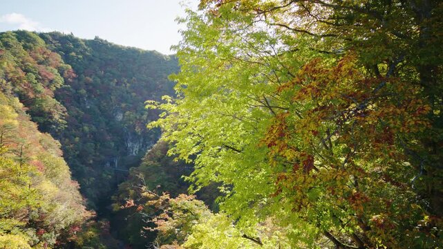 紅葉の名所 秋の鳴子峡の風景　Autumn scenery of Naruko Gorge, a famous spot for autumn foliage.