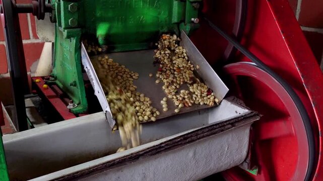 Coffee pulping machine separating fresh beans from cherries on eco farm, Colombia. Traditional pulper machine processing organic coffee cherries, separating the pulp from raw green coffee beans