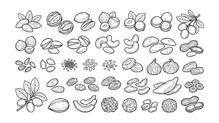 Hand-drawn nut and seed vector collection, a comprehensive set of healthy snack illustrations. Detailed botanical line art of various nuts, seeds, and dried fruits for food packaging and recipe © Jamie