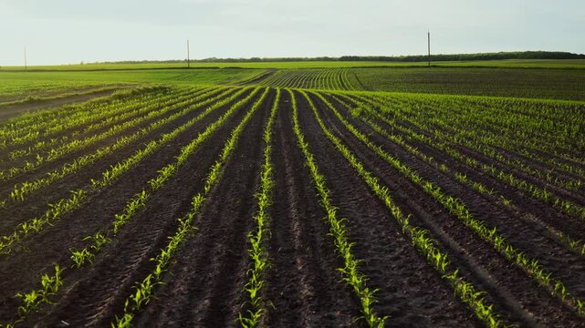Drone flying backwards over a vast agricultural field with young corn plants sprouting in neat rows during a hazy sunset