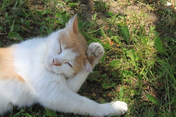 cat on grass © Роман Хмелівський