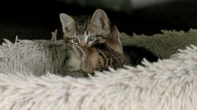 Tiny wild kittens staying warm in a fluffy bed.