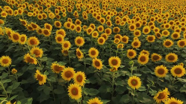 Endless sunflower field with blooming yellow flowers swaying in the wind during summer season